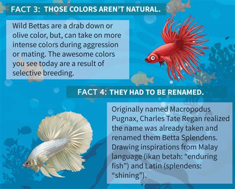 where are betta fish found|betta fish facts and care.